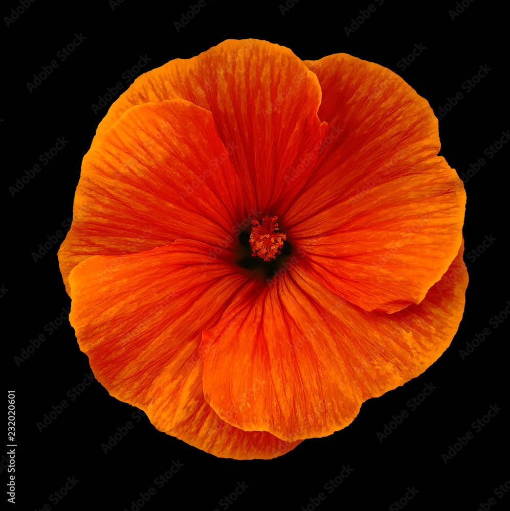 Lavatera red flower on the black isolated background with clipping path. Closeup. For design. Nature. Lavatera red flower on the black isolated background with clipping path. Closeup. For design. Nature.