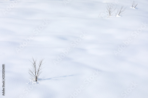 Silent : dry tree on the snow