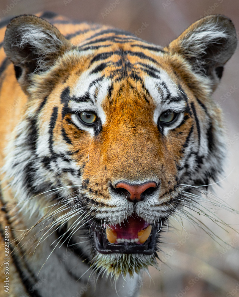 Fototapeta premium Tygrysy z Indii