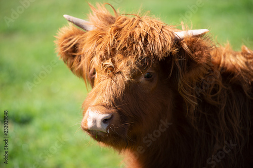Highland cow on the farm during the day