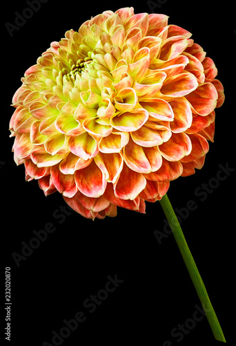 Fototapeta Naklejka Na Ścianę i Meble -  flower isolated red-yellow dahlia on the black   background. Flower on the stem. Closeup.  Nature.