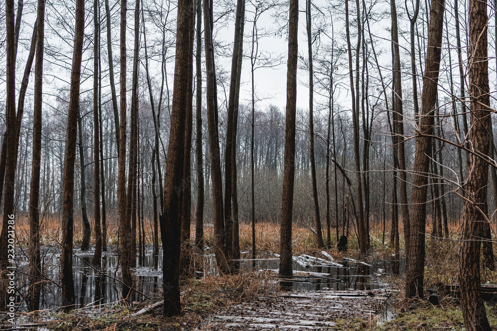 View to the wetlands in the forest. Late autumn, cloudy sky, cold day. View to the wetlands in the forest. Late autumn, cloudy sky, cold day.