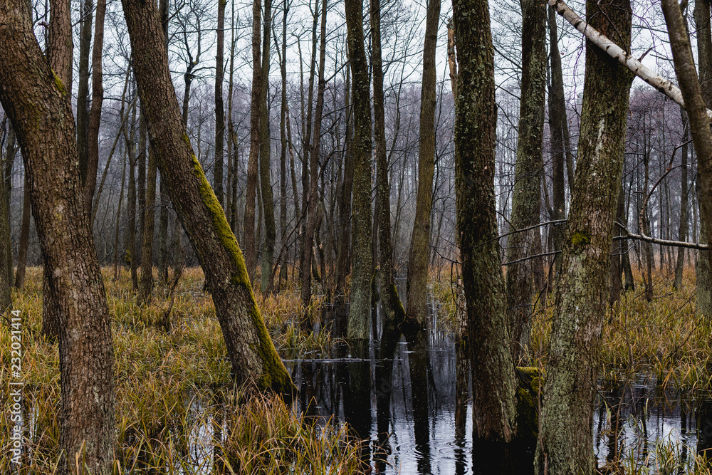 Obraz premium View to the wetlands in the forest. Late autumn, cloudy sky, cold day.