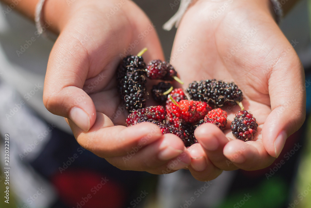 Hands holding red and black mullberry. Hands holding red and black mullberry.