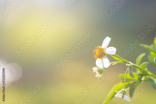 Fototapeta Naklejka Na Ścianę i Meble -  Small white flower blur green background. Background form green grass.