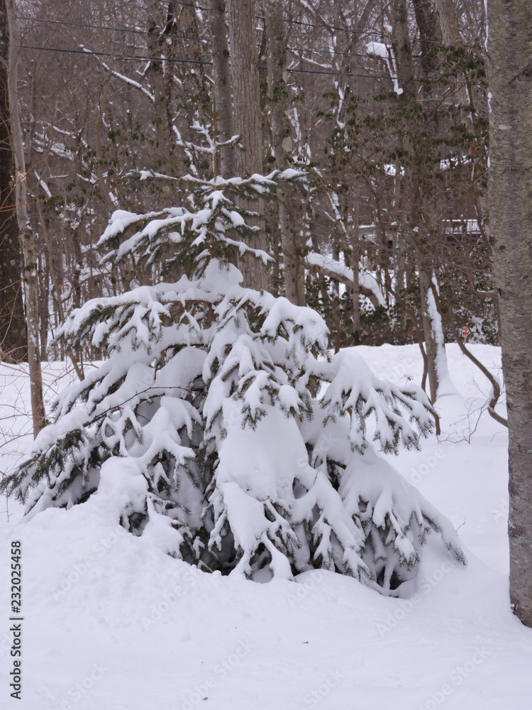 snow covered trees in winter snow covered trees in winter