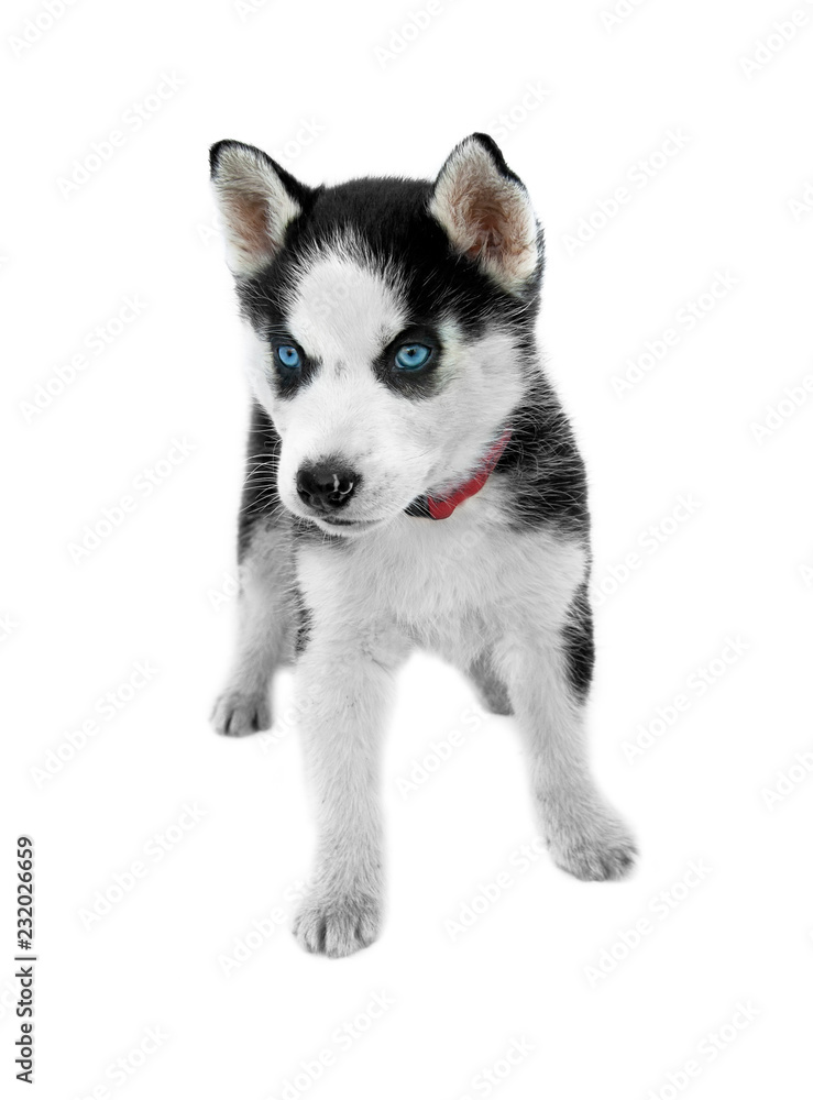 Blue eyes siberian husky puppy