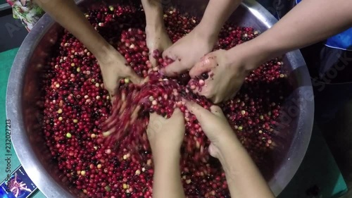 Bignay, Antidesma bunius home wine processing hand mashing and crushing of fruit photo