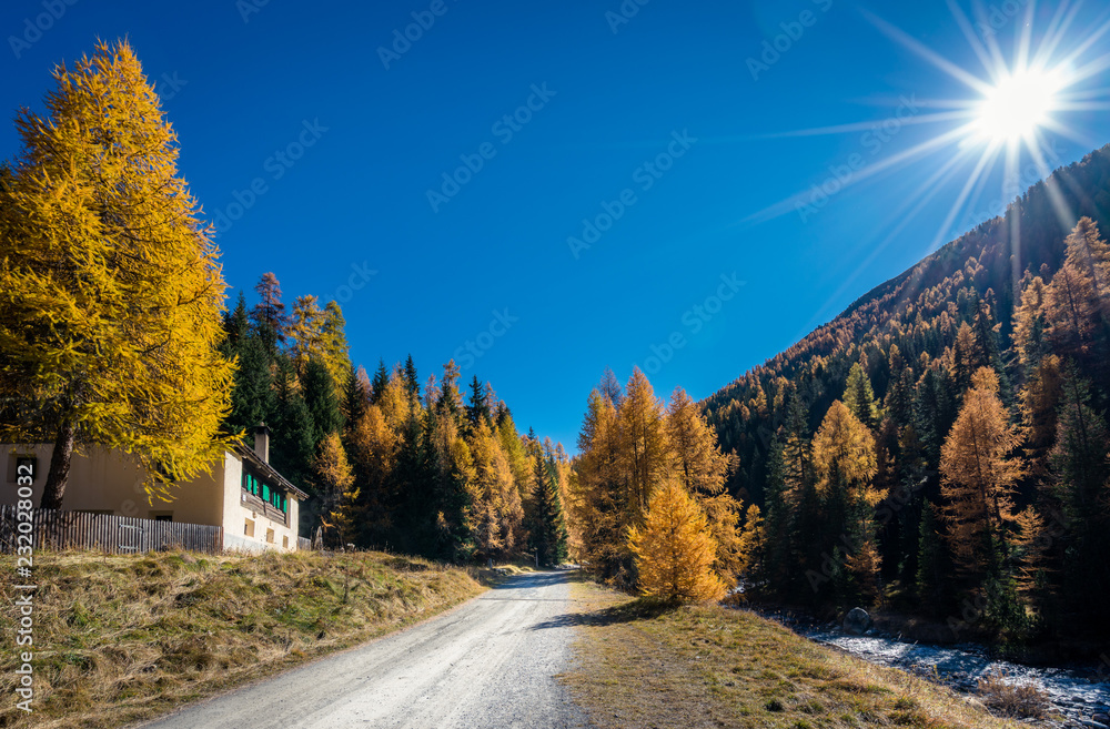 Herbst Lärchenwald Engadin