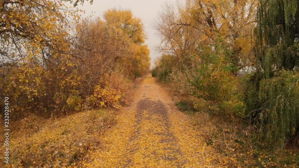 Country Road, Yellow Foliage on the Ground Country Road, Yellow Foliage on the Ground