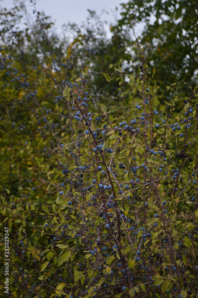 Fototapeta premium green leaves of a tree