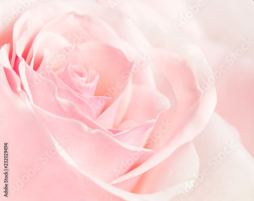 Closeup picture of a rose petals