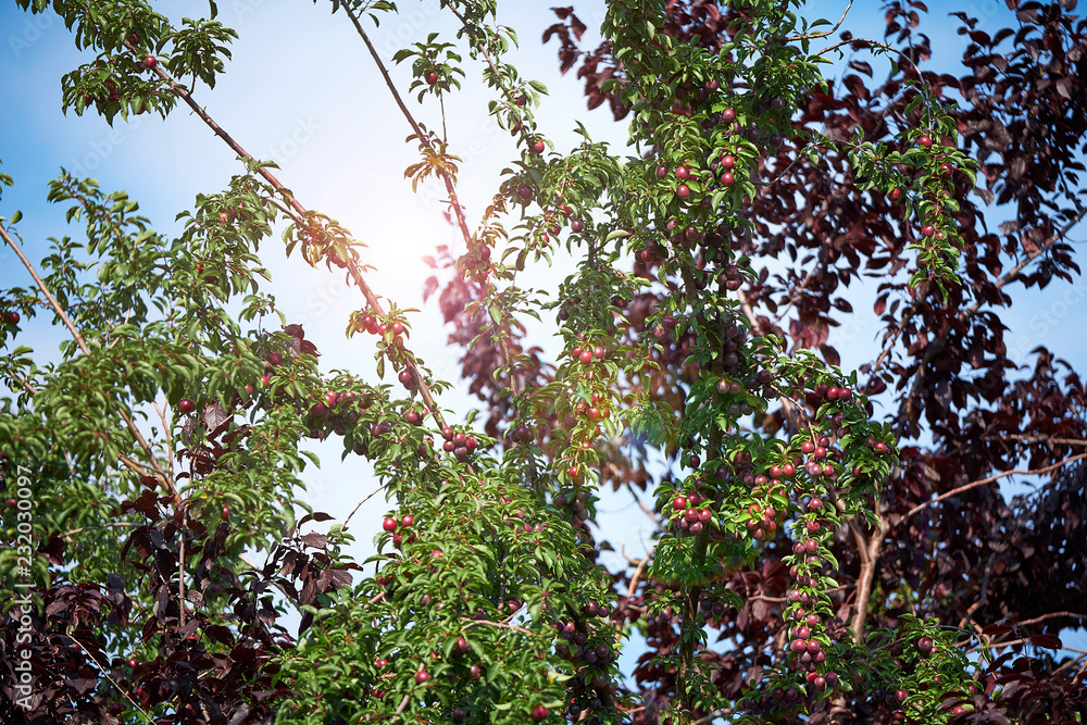 Marillenbaum im Sommer mit Früchten, die Sonne scheint