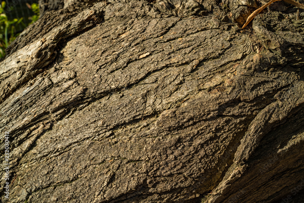 tree bark texture background, wooden texture pattern tree bark texture background, wooden texture pattern