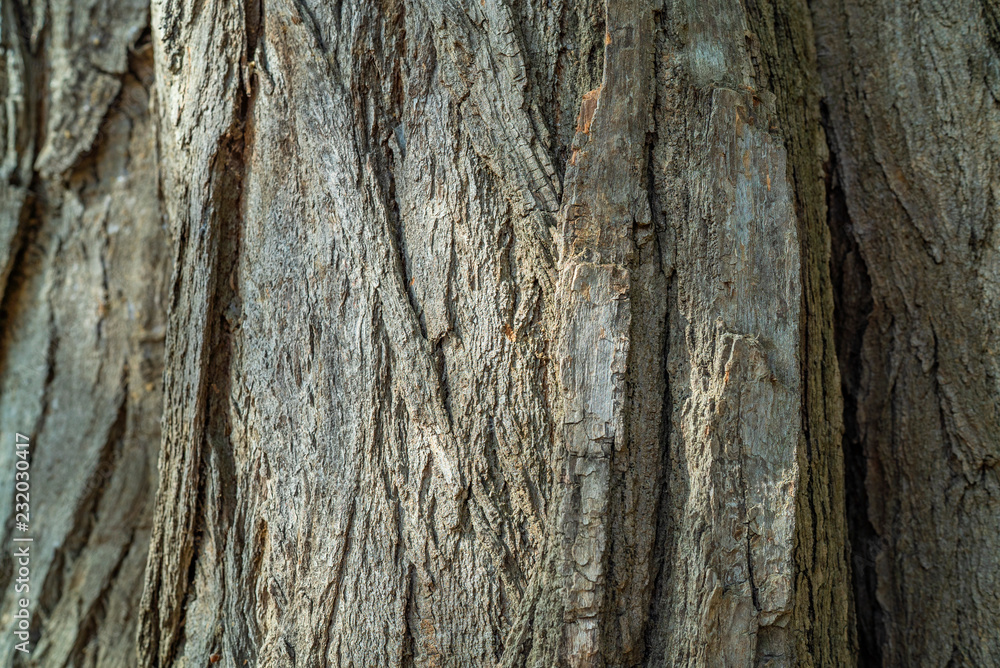 tree bark texture background, wooden texture pattern tree bark texture background, wooden texture pattern