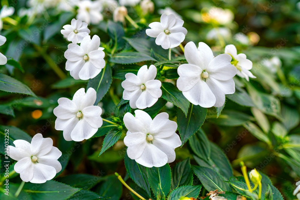 white flowers in the garden white flowers in the garden
