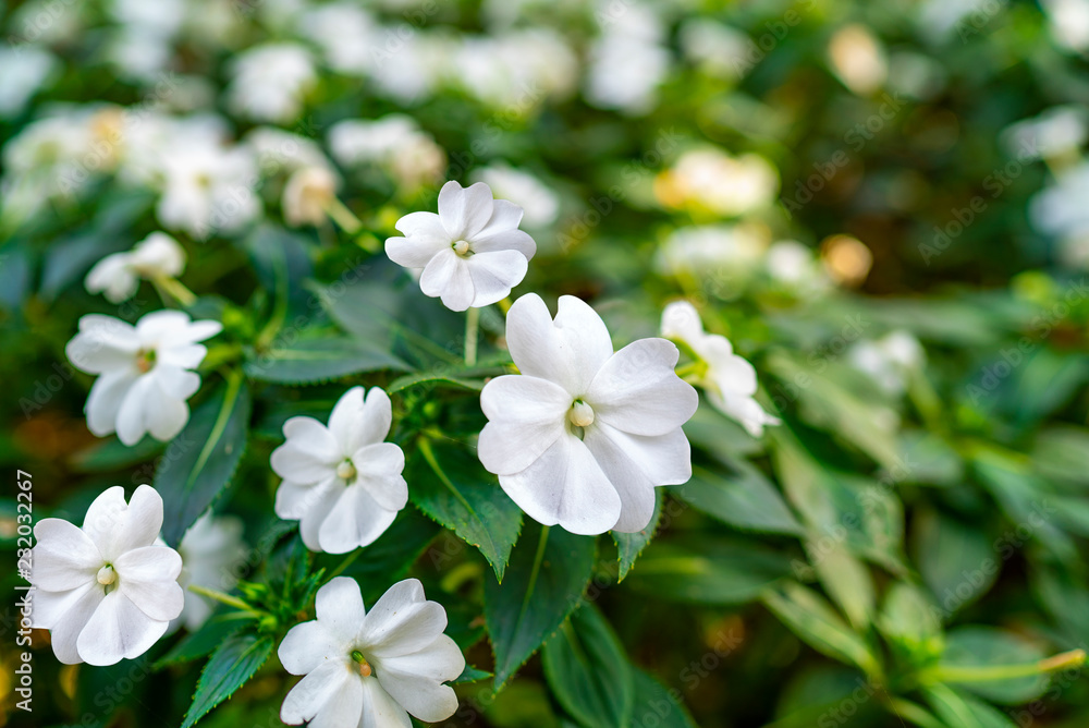 white flowers in the garden white flowers in the garden