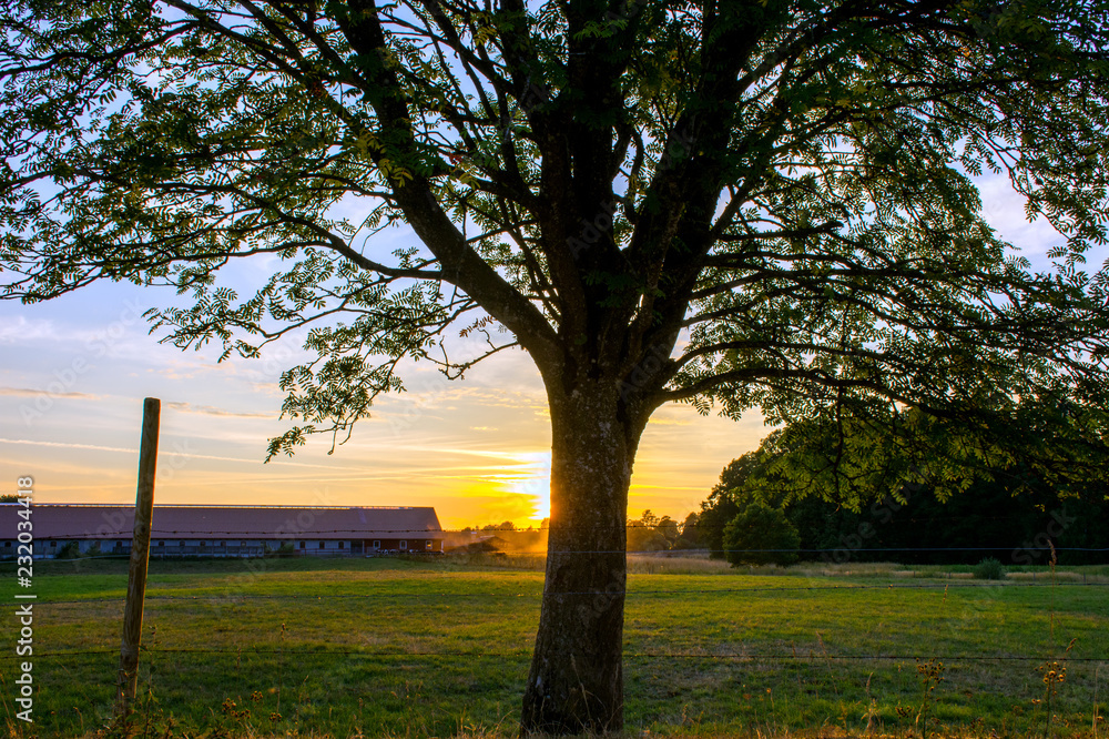 sunset on a farm