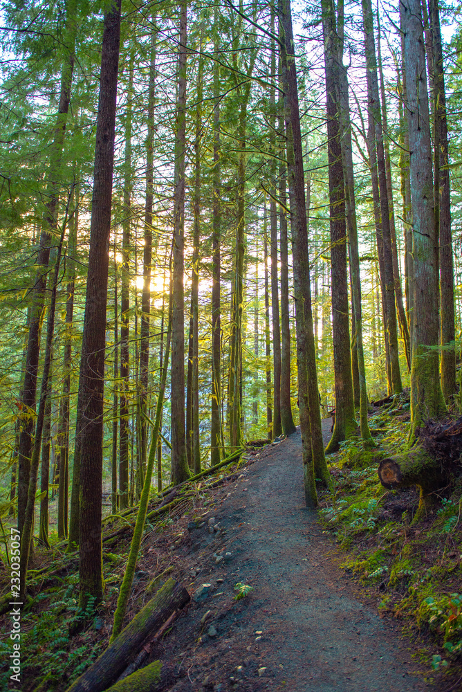Obraz premium Sunrays filtering thru the forest foliage in a Vancouver Island provincial park