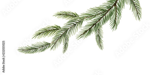 Watercolor vector green spruce branch  Christmas tree.