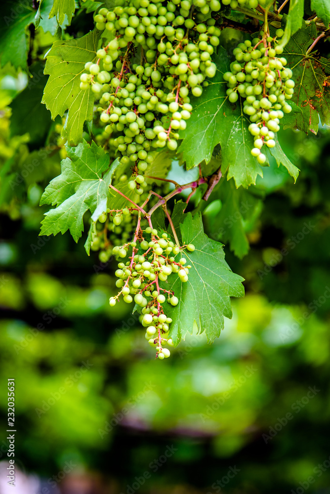 ripening green grapes hanging on the branches of grapes ripening green grapes hanging on the branches of grapes