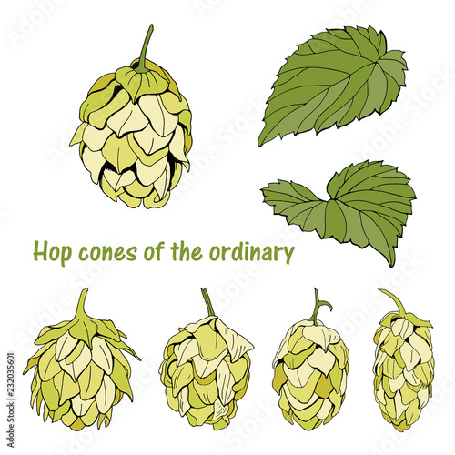 Cones and leaves of hops ordinary. Vector illustration