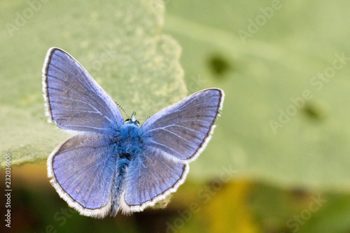 Polyommatus icarus Photo Czech Republic