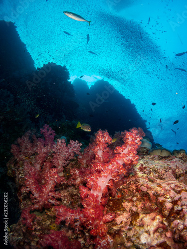 Fototapeta Naklejka Na Ścianę i Meble -  coral under the sea