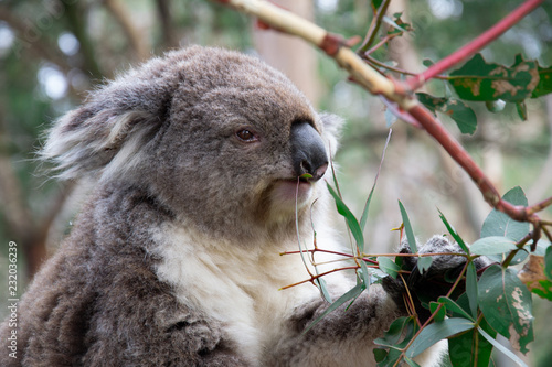 Photography a koala eat eucalyptus in the forest
