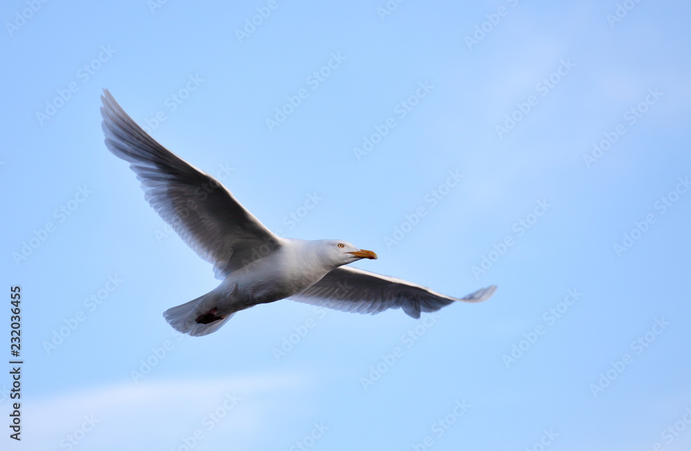 Glaucous Gull (Larus hyperboreus) on the wing - Arctic Glaucous Gull (Larus hyperboreus) on the wing - Arctic