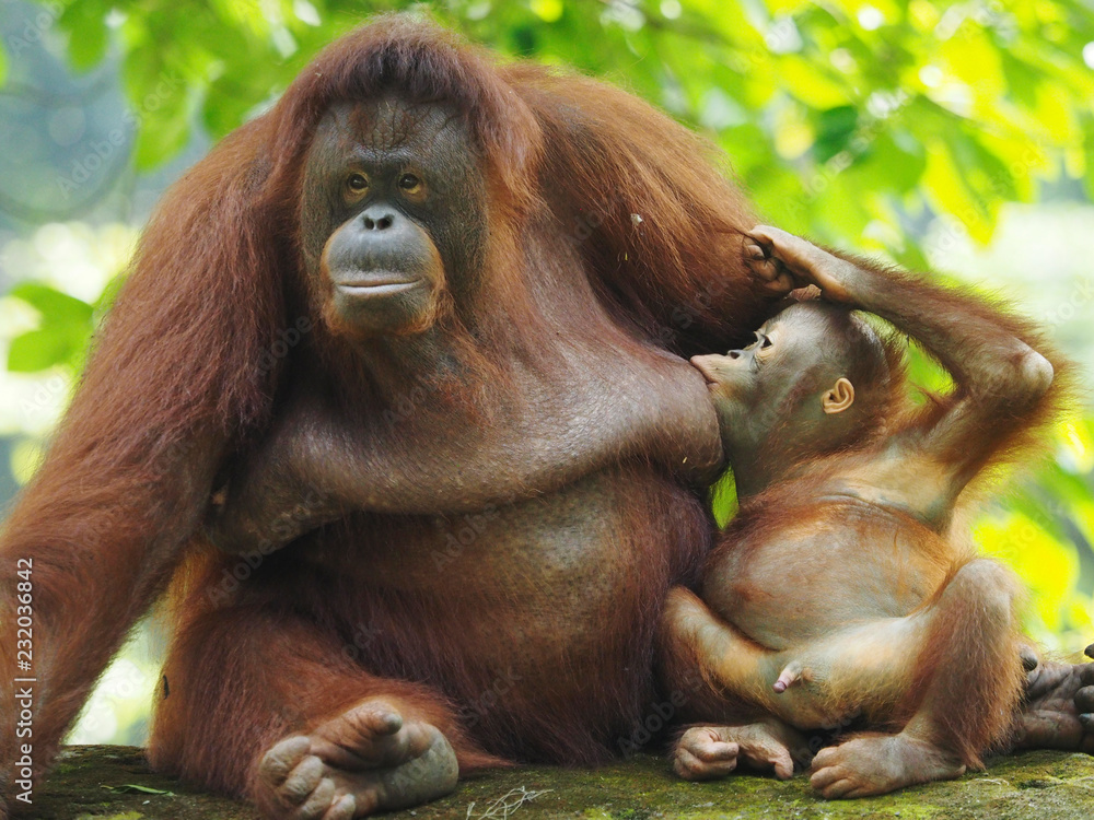 Fototapeta premium Borneo Orang Utan is taking a rest at the playground