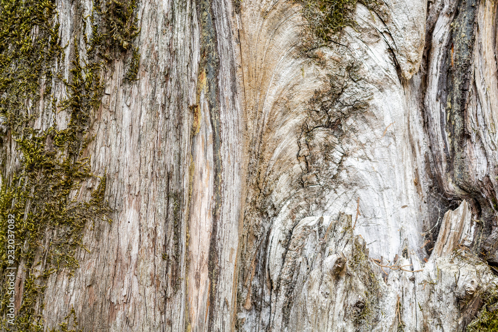 Old wood tree texture natural background pattern with green moss Old wood tree texture natural background pattern with green moss