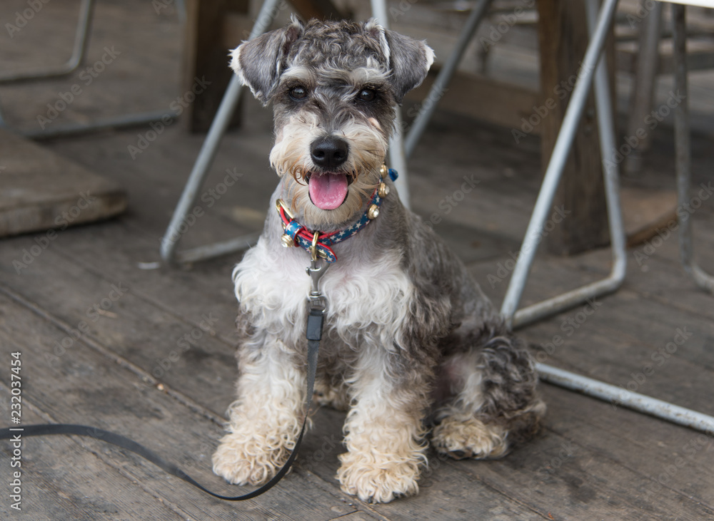 Standard Schnauzer dog is very beautiful. Rare breed puppy with the colorful collar sits on the wooden floor. Mouth opened and tongue out. Thirsty dog`s portrait.