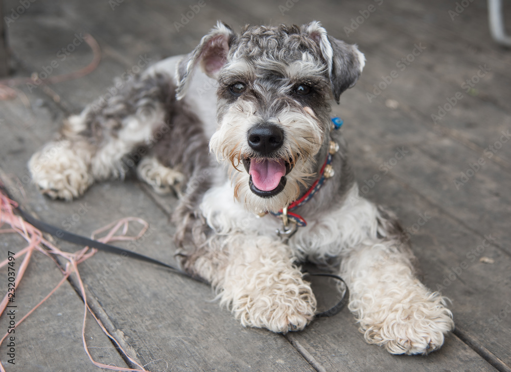 Standard Schnauzer dog with the colorful collar lies on the wooden floor and looking on the camera. Thirsty beautiful puppy with the canine and tongue out. Walking the pet.