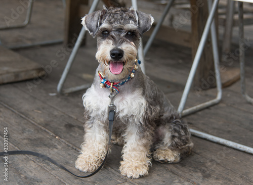 Standard Schnauzer dog is very beautiful. Rare breed puppy with the colorful collar sits on the wooden floor. Mouth opened and tongue out. Thirsty dog`s portrait.