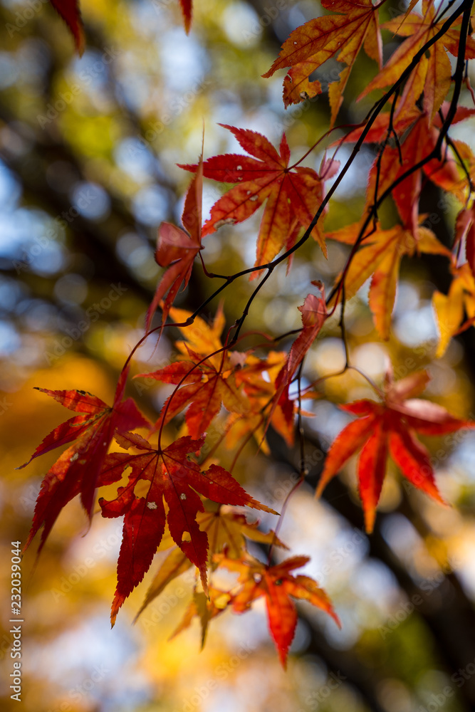autumn leaves in field