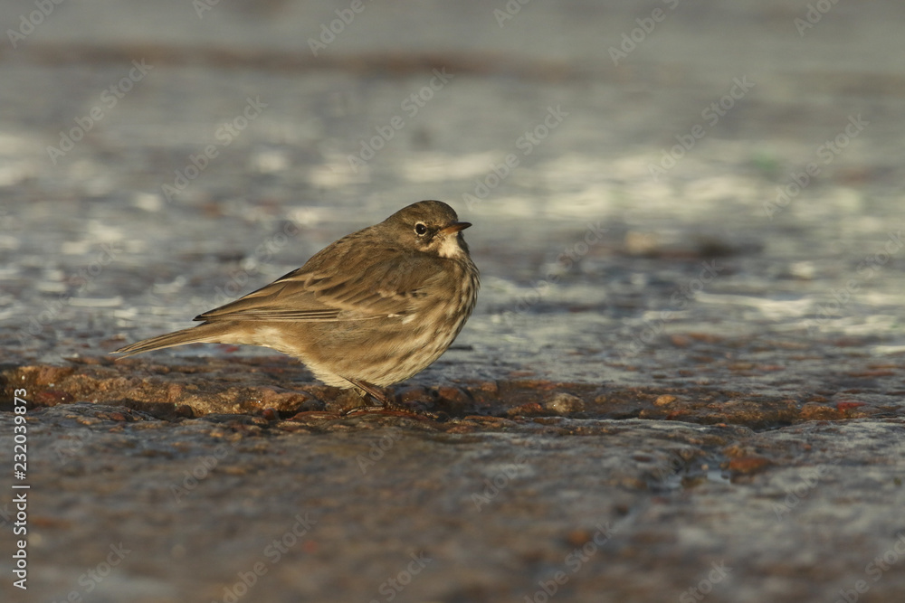 A pretty Rock Pipit (Anthus petrosus) searching for food on the shores of the Moray Firth in north east Scotland. A pretty Rock Pipit (Anthus petrosus) searching for food on the shores of the Moray Firth in north east Scotland.