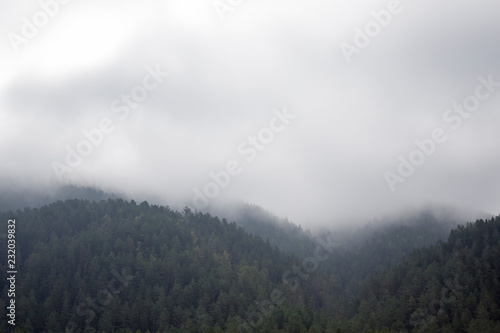View of fog covering the mountain pine forests