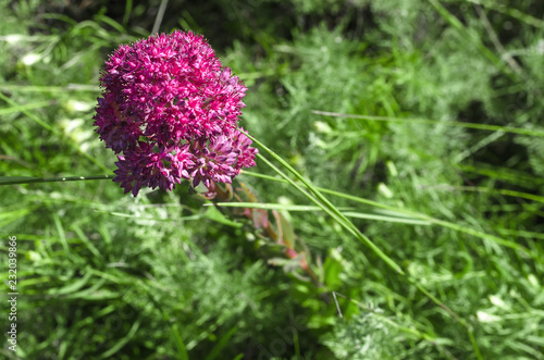 Purple Flower head on the summer forest background.