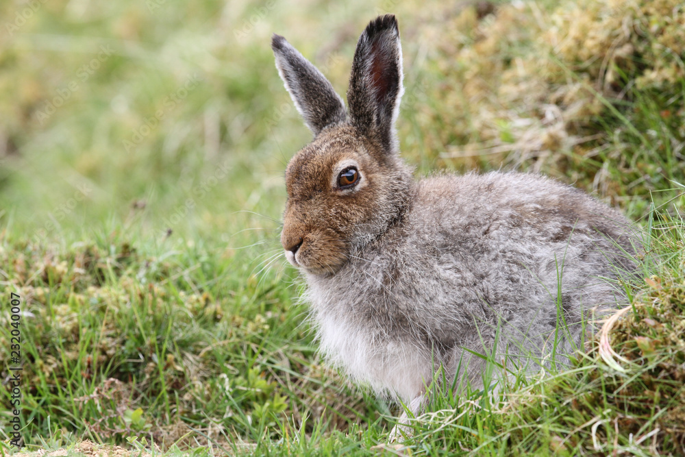 A magnificent Mountain Hare (Lepus timidus) in the highlands of Scotland in its brown summer coat, sheltering in a 'form', which is simply a shallow depression in the ground or heather. A magnificent Mountain Hare (Lepus timidus) in the highlands of Scotland in its brown summer coat, sheltering in a 'form', which is simply a shallow depression in the ground or heather.