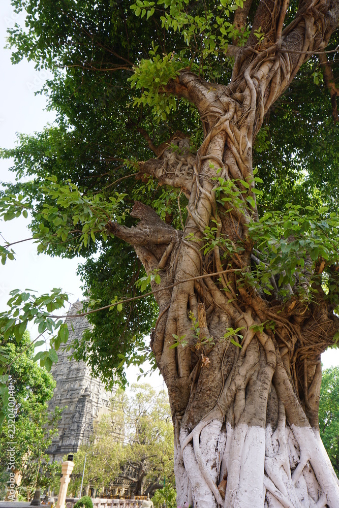 Fototapeta premium Old tree at the Mahabodhe temple, Bodhgaya, Bihar, India