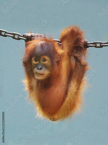Sumatran Orang Utan is playing at the playground
