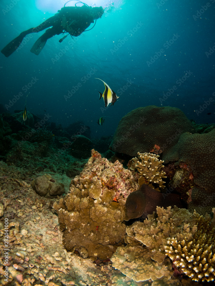 Fototapeta premium coral under the sea