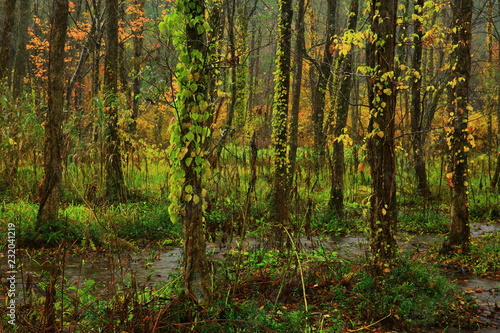 紅葉の刺巻湿原 © yspbqh14