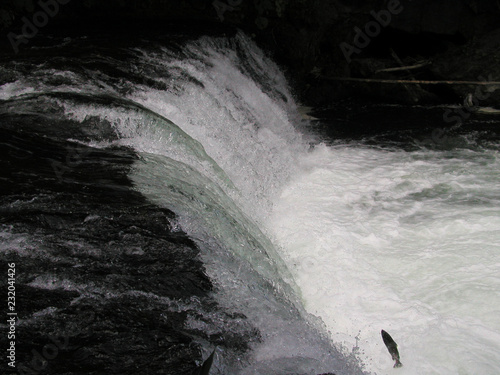salmon jumping against the stream