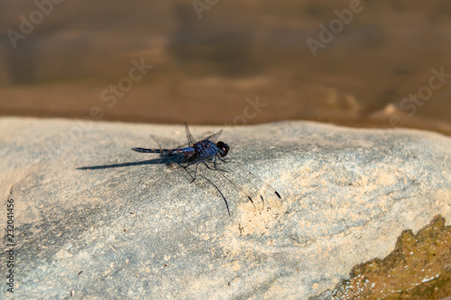 Blue Dragonfly On a rock in a stream. © Nueng