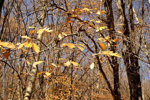 Wallpaper Mural tree in autumn Torontodigital.ca