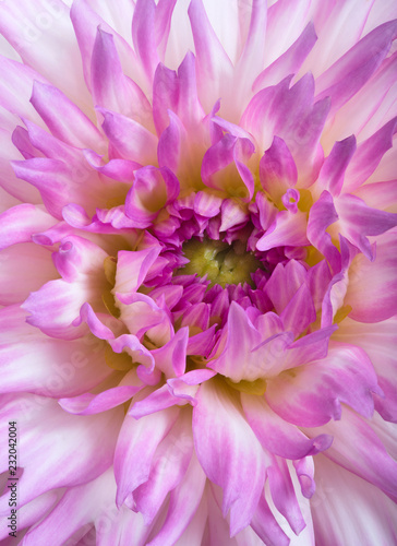 pink and white dahlia bloom closeup