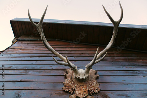 deer antlers hanging on wall