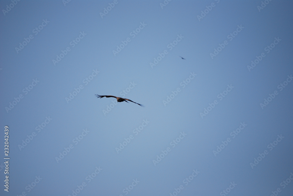 eagle flying in the blue sky